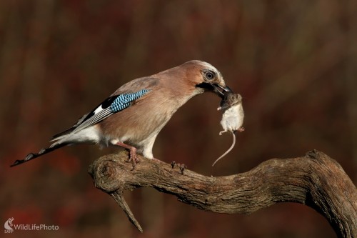 Január 2016 - Sojka škriekavá-Garrulus glandarius, Martin Šabík